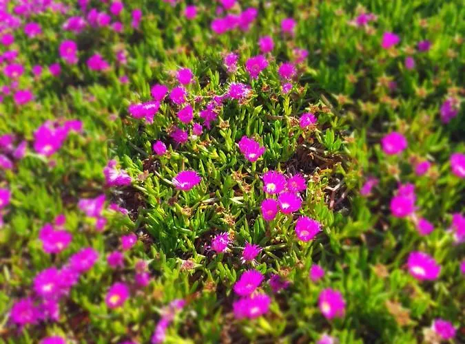 La Rose Des Sables, T2 A La Mer, Terrasse Et Garage Апартаменты