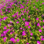 La Rose Des Sables, T2 A La Mer, Terrasse Et Garage شقة
