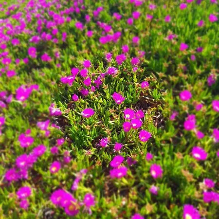 La Rose Des Sables, T2 A La Mer, Terrasse Et Garage Apartamento